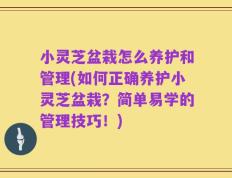 小灵芝盆栽怎么养护和管理(如何正确养护小灵芝盆栽？简单易学的管理技巧！)