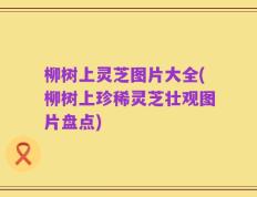 柳树上灵芝图片大全(柳树上珍稀灵芝壮观图片盘点)