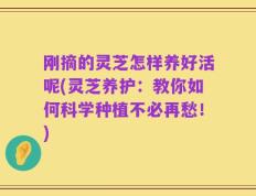刚摘的灵芝怎样养好活呢(灵芝养护：教你如何科学种植不必再愁！)