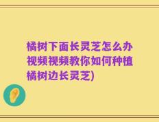 橘树下面长灵芝怎么办视频视频教你如何种植橘树边长灵芝)