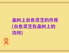 桑树上白色灵芝的作用(白色灵芝在桑树上的功效)