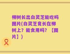 柳树长出白灵芝能吃吗图片(白灵芝竟长在柳树上？能食用吗？【图片】)