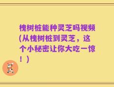 槐树桩能种灵芝吗视频(从槐树桩到灵芝，这个小秘密让你大吃一惊！)