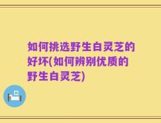 如何挑选野生白灵芝的好坏(如何辨别优质的野生白灵芝)