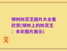柳树树灵芝图片大全集欣赏(柳树上的树灵芝：多彩图片展示)