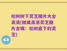 松树树下灵芝图片大全高清(精美高清灵芝图片合辑：松树底下的灵芝)