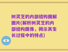 树灵芝的内部结构图解图片(解析树灵芝的内部结构图像，揭示其生长过程中的特点)