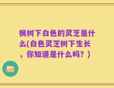 枫树下白色的灵芝是什么(白色灵芝树下生长，你知道是什么吗？)
