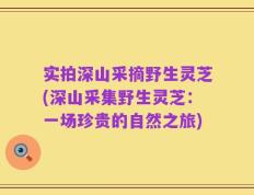 实拍深山采摘野生灵芝(深山采集野生灵芝：一场珍贵的自然之旅)