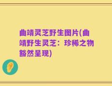 曲靖灵芝野生图片(曲靖野生灵芝：珍稀之物豁然呈现)