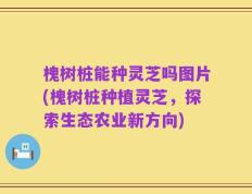 槐树桩能种灵芝吗图片(槐树桩种植灵芝，探索生态农业新方向)