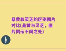 桑黄和灵芝的区别图片对比(桑黄与灵芝，图片揭示不同之处)