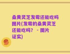 桑黄灵芝发霉还能吃吗图片(发霉的桑黄灵芝还能吃吗？ - 图片证实)