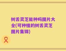 树舌灵芝能种吗图片大全(可种植的树舌灵芝图片集锦)