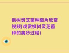 枫树灵芝菌种图片欣赏视频(观赏枫树灵芝菌种的美妙过程)