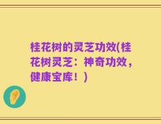 桂花树的灵芝功效(桂花树灵芝：神奇功效，健康宝库！)