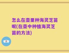 怎么在壶里种海灵芝苗呢(在壶中种植海灵芝苗的方法)