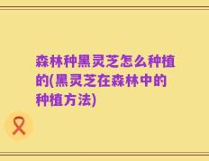森林种黑灵芝怎么种植的(黑灵芝在森林中的种植方法)