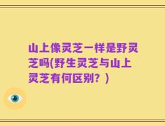 山上像灵芝一样是野灵芝吗(野生灵芝与山上灵芝有何区别？)