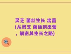 灵芝 菌丝生长 出蕾(从灵芝 菌丝到出蕾，解密其生长之路)