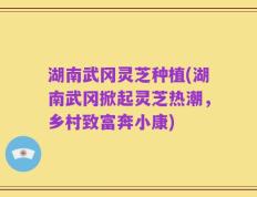 湖南武冈灵芝种植(湖南武冈掀起灵芝热潮，乡村致富奔小康)