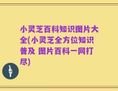 小灵芝百科知识图片大全(小灵芝全方位知识普及 图片百科一网打尽)
