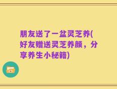 朋友送了一盆灵芝养(好友赠送灵芝养颜，分享养生小秘籍)