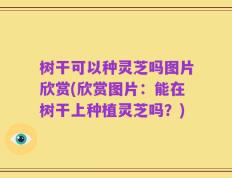 树干可以种灵芝吗图片欣赏(欣赏图片：能在树干上种植灵芝吗？)
