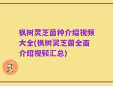 枫树灵芝菌种介绍视频大全(枫树灵芝菌全面介绍视频汇总)
