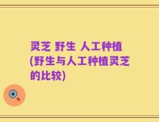 灵芝 野生 人工种植(野生与人工种植灵芝的比较)