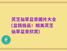 灵芝仙草盆景图片大全(盆栽极品！精美灵芝仙草盆景欣赏)