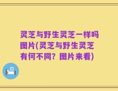 灵芝与野生灵芝一样吗图片(灵芝与野生灵芝有何不同？图片来看)