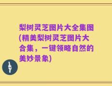 梨树灵芝图片大全集图(精美梨树灵芝图片大合集，一键领略自然的美妙景象)
