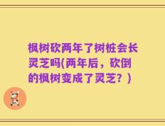 枫树砍两年了树桩会长灵芝吗(两年后，砍倒的枫树变成了灵芝？)