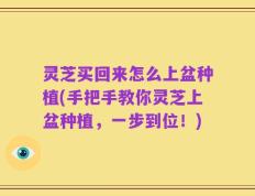 灵芝买回来怎么上盆种植(手把手教你灵芝上盆种植，一步到位！)