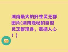 湖南最大的野生灵芝群图片(湖南隐秘的巨型灵芝群现身，震撼人心！)