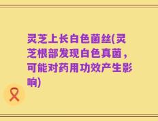 灵芝上长白色菌丝(灵芝根部发现白色真菌，可能对药用功效产生影响)