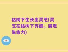 枯树下生长出灵芝(灵芝在枯树下苏醒，展现生命力)