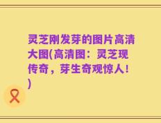 灵芝刚发芽的图片高清大图(高清图：灵芝现传奇，芽生奇观惊人！)