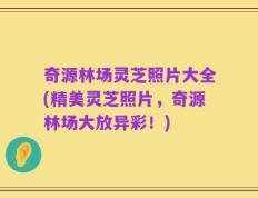 奇源林场灵芝照片大全(精美灵芝照片，奇源林场大放异彩！)