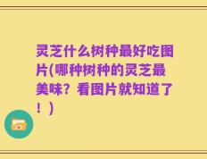 灵芝什么树种最好吃图片(哪种树种的灵芝最美味？看图片就知道了！)