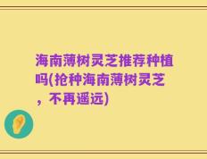 海南薄树灵芝推荐种植吗(抢种海南薄树灵芝，不再遥远)