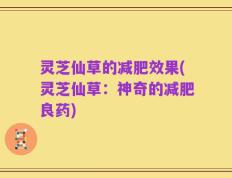 灵芝仙草的减肥效果(灵芝仙草：神奇的减肥良药)