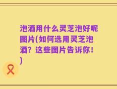 泡酒用什么灵芝泡好呢图片(如何选用灵芝泡酒？这些图片告诉你！)
