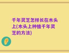 千年灵芝怎样长在木头上(木头上种植千年灵芝的方法)