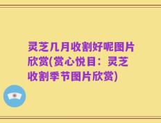 灵芝几月收割好呢图片欣赏(赏心悦目：灵芝收割季节图片欣赏)