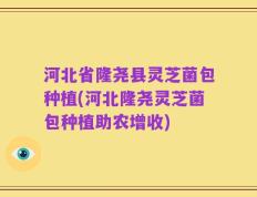 河北省隆尧县灵芝菌包种植(河北隆尧灵芝菌包种植助农增收)