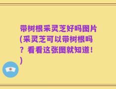 带树根采灵芝好吗图片(采灵芝可以带树根吗？看看这张图就知道！)