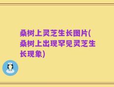 桑树上灵芝生长图片(桑树上出现罕见灵芝生长现象)