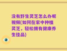 没有野生灵芝怎么办呢视频(如何在家中种植灵芝，轻松拥有健康养生佳品)